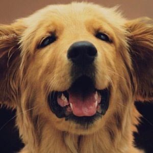 Meet your Posher, Gianni